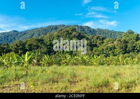 Landschaft in Ketambe im Süden der Gunung Leuser Nationalpark auf der Insel Sumatra Stockfoto