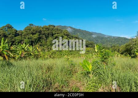 Landschaft in Ketambe im Süden der Gunung Leuser Nationalpark auf der Insel Sumatra Stockfoto