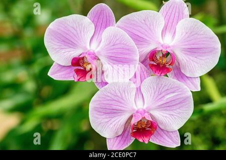 Ein Trio von rosa Orchideen, die in einem Garten blühen Marbella Stockfoto