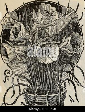 . Neuer Blumenführer : Herbst 1903 . DOUBLE DAFFODIL, VON SI0M New Floral Guide – Herbst, 1903. 21. Narcissus Corbularia oder BULBOCODIUM DIES sind neugierige und sehr hübsche Sorten, sowohl für die Winterblüte in Töpfen, als auch für die Pflanzung im offenen Boden. Große Trompete glockenförmige Blüten, hellgoldgelb, blasser Schwefel und cremeweiß, herrlich duftend und sehr schön. Sie blühen fein im Februar und März, und sind eine reizende Hinzufügung zum Fenster gar-den. Pflanzen Sie mehrere zusammen in einen Topf oder eine Schachtel. BULBOCODIUM – der große gelbe Reifen Petticoat. Sattes Gold-Gelb. Je 7 CT, je 75 els. Pro doz., po Stockfoto