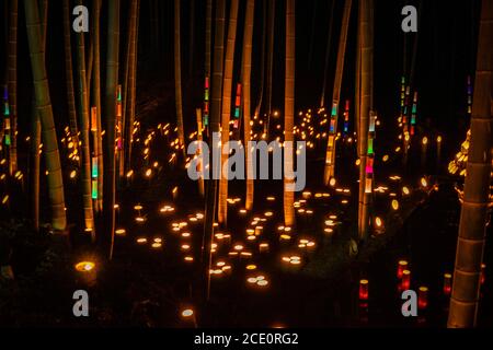 Licht-up von kleinem Durchmesser des Bambushains (kleiner Schreibtisch Burg Wald der Bürger) Stockfoto