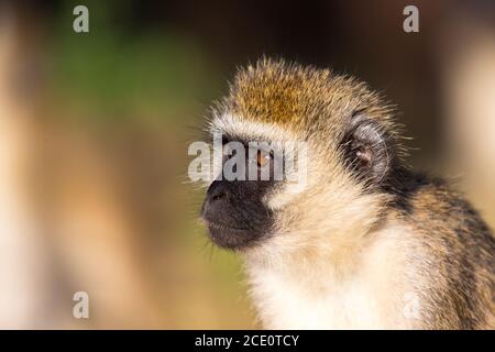 Das Porträt eines Affen in der Savanne Kenias Stockfoto