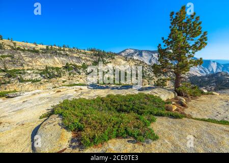 Bäume von Olmsted Point im Yosemite National Park, California, USA. Top Blick zu sehen: Tenaya Canyon, Half Dome und Wolken ruhen von Tioga Stockfoto