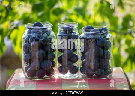 Frische Pflaumen in Gläsern für die Konservierung vorbereitet Stockfoto