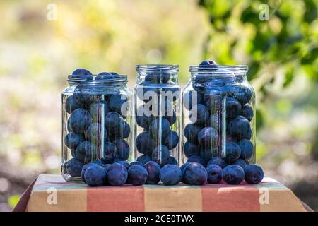 Frische Pflaumen in Gläsern für die Konservierung vorbereitet Stockfoto