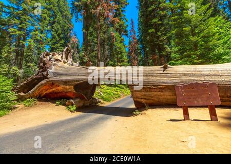 Sequoia National Park, California, USA - 30. Juli 2019: Sequoia National Park Tunnel log Passage, in Sierra Nevada von Kalifornien, United Stockfoto