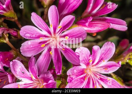 Blumen von Siskiyou Lewisia oder Cliff Maids (Lewisia cotyledon) Stockfoto