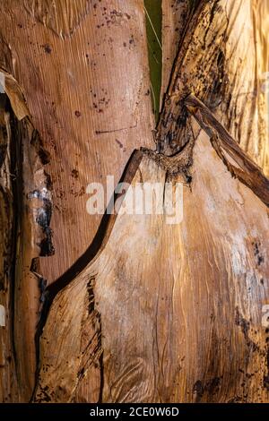 Stamm mit alten Blättern einer Zwergbanane (Musa acuminata) Stockfoto