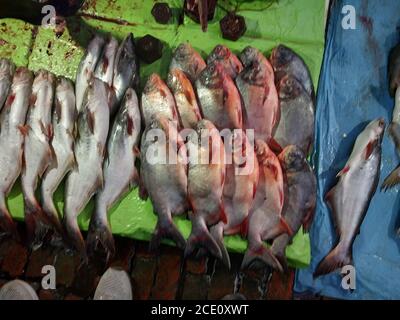 Fisah zum Verkauf im Fischmarkt Stockfoto