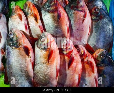 Fisah zum Verkauf im Fischmarkt Stockfoto