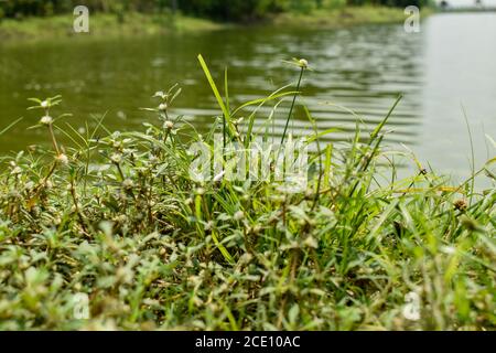 Grüne Gräser neben dem Fluss Stockfoto