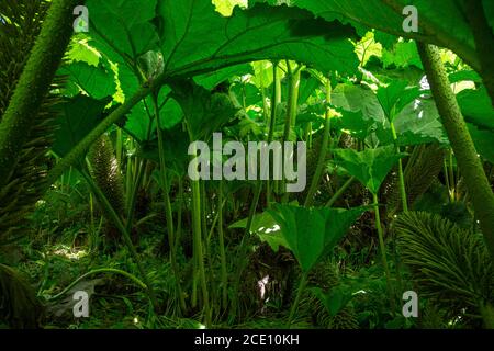 Unter einer Kolonie des Riesen Rhubarb Gunnera manicata Stockfoto