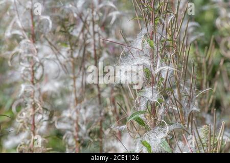 Dehiscent Samenkapseln, Samen von Rosebay Willowherb / Epilobium angustifolium. Ein invasives Unkraut in Großbritannien, die Samen durch den Wind getragen. Stockfoto