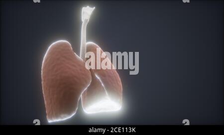 3D-Animation des menschlichen Lungen Stockfoto