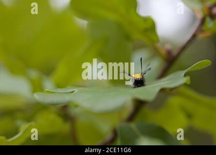 Eine Erlenmotte (acronicta alni) raupe auf einem Eichenblatt Stockfoto