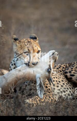 Nahaufnahme Porträt auf einem Gepard und sie töten in Ndutu in Tansania Stockfoto