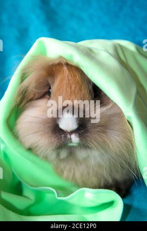 Fotoshooting mit einem jungen Zwergkaninchen Stockfoto