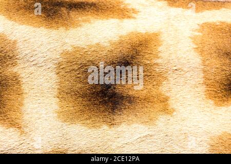 Das Fell einer Giraffe in Nahaufnahme Stockfoto