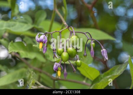 Reife giftige Beeren von Solanum dulcamara - Bittersüß / Woody Nachtschatten, & lila Blüten. Einmal als Heilpflanze in pflanzlichen Heilmitteln verwendet. Stockfoto