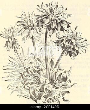 . Elliotts 51. Jährliche Ausgabe der Herbstbirnen . 14 Wm. Elliott & Sons, 54 und 56 Dey Street, New York. CHIONODOXA LUCILIAE. (Glory of tlie Siiot%-.) Per Post. Eine erlesenste frühlingsblühende Pflanze, gründlich winterhart, und gedeiht gut in jedem Boden; sie wächst höher als Scilla Siberica, mit größeren und mehr nu-merous Blüten, von einer brillanten himmelblauen Farbe mit weißem Zentrum.5c. Je; 20c. Pro doz.; 1.00 pro 100... KRONIMPERIALEN. KRONIMPERIALEN. Diese sind stattliche Border Pflanzen von stattlichen Wachstum, perfekt winterhart, und produzieren ihre Anhänger, Glocke-geformten Blumen in Clustern. Sie w Stockfoto