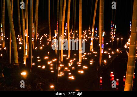 Licht-up von kleinem Durchmesser des Bambushains (kleiner Schreibtisch Burg Wald der Bürger) Stockfoto