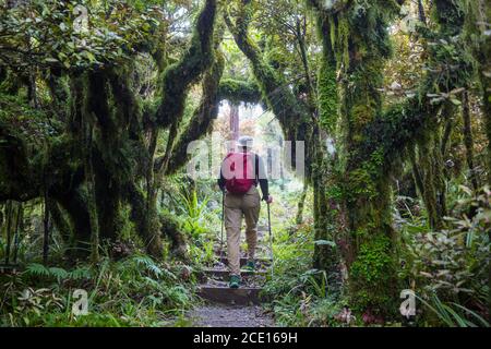 Wanderung in den Wald Stockfoto