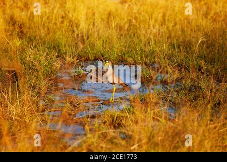 Der African wattled Lapwing oder Senegal Plover, Vanellus senegallus großer Vogel der Familie Charadriidae in Kenia Stockfoto