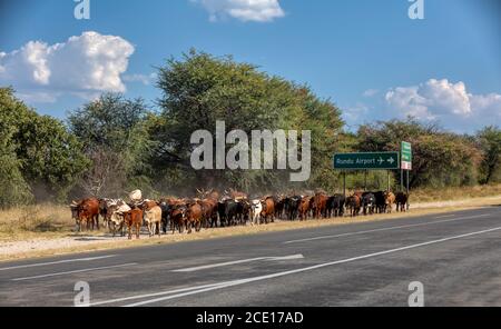 Hausrinder geht von der Weide auf der Autobahn, Afrika Stockfoto