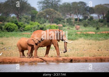 Familie von Elefanten, die Wasser aus dem Wasserloch trinken Stockfoto