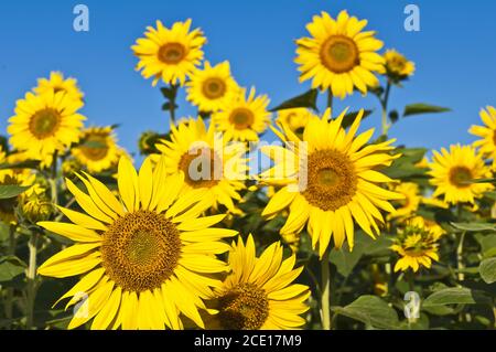 Nahaufnahme von Sonnenblume auf Feld Stockfoto