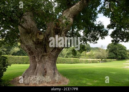Veteran Englisch Eiche Baum in Vowchurch Stockfoto