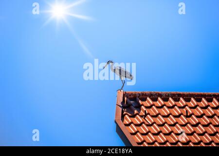 Reiher auf einem roten Dach Stockfoto