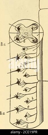 . Erkrankungen des Nervensystems . führt die Prozesse des ersten Motoneurons im Nervus pinalis (Abb. 40) zwischen dem Wirbelkanal und der Peripherie, wo er sich von der Motorfaser abscheide und sich bis zu den skinjgj IWI P anc^ ^ne n Organen ausdehne, die der sensorische Nerv versorgt. Nach der Bildung eines dichten Netzes in den Gepfeilern durch die Teilung und Verzweigung ihrer Fasern endet es in verschiedenen Endgeräten (die hier nicht näher beschrieben werden müssen (Abb. L 29, S. Der zentrale Prozess (Abb. 29) innerhalb der hinteren Wurzeln geht auf das Rückenmark. Weshall nun verfolgen die etwas komplizierter Verlauf dieser se Stockfoto