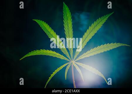 Neun Cannabispflanzen Blätter hinterleuchtet in der Nacht. Über grünem unscharfen Hintergrund. Stockfoto