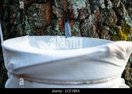 Nahaufnahme von birkensaft, der in einen Eimer tropft. Silberbirkensaft in der Natur sammeln. Ländliche Tradition Stockfoto
