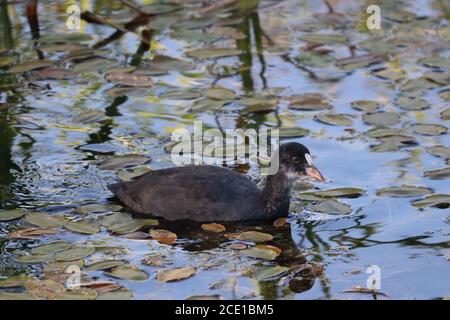 Coot on a Teichs, England, Großbritannien Stockfoto