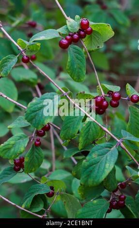 Wilde ungenießbare Waldbeeren im Wald Stockfoto