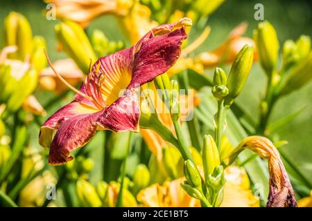 Seitenansicht eines hellen Rotes mit einer gelben Mitte Taglilie in voller Blüte Nahaufnahme mit anderen Taglilie in der Hintergrund an einem sonnigen heißen Tag im Sommer Stockfoto