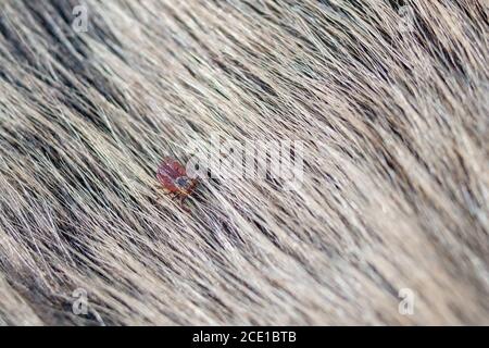 Nahaufnahme von amerikanischen Hund Zecken kriechen Tierfell. Diese Arachniden eine aktivste im Frühjahr und kann Karrieren der Lyme-Borreliose oder Enzephalitis sein. Niemand Stockfoto