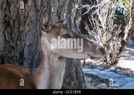Rothirsch, Cervus elaphus, am Parnitha Waldberg, Griechenland. Wildes junges Säugetier unter einem Baum schaut sich seinen heimischen Lebensraum an. Verwischen Sie die Natur Stockfoto