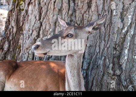 Rothirsch, Cervus elaphus, am Parnitha Waldberg, Griechenland. Wildes junges Säugetier unter einem Baum schaut sich seinen heimischen Lebensraum an. Verwischen Sie die Natur Stockfoto