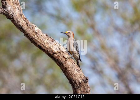 Goldstirnspecht, Melanerpes aurifrons, auf der Javelina-Martin Ranch und Zuflucht in der Nähe von McAllen, Texas, im Rio Grande Valley. Stockfoto