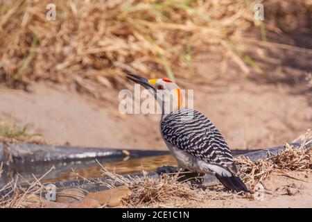 Goldstirnspecht, Melanerpes aurifrons, auf der Javelina-Martin Ranch und Zuflucht in der Nähe von McAllen, Texas, im Rio Grande Valley. Stockfoto