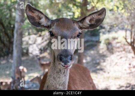 Rothirsch, Cervus elaphus, am Parnitha Waldberg, Griechenland. Wilde junge weibliche Säugetier Blick auf die Kamera. Verwischen Sie den Hintergrund der Natur, Nahaufnahme. Stockfoto