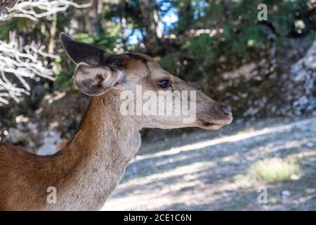 Rothirsch, Cervus elaphus, am Parnitha Waldberg, Griechenland. Wildes junges Säugetier unter einem Baum schaut sich seinen heimischen Lebensraum an. Verwischen Sie die Natur Stockfoto