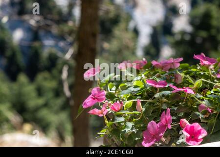 Rosa Blüten impatiens walleriana, beschäftigt Lizzie, Balsam, Sultana, blühend. Grüner mehrjähriger Busch mit lanzettigen Blättern. Weichzeichnen des Naturhintergrunds. Stockfoto