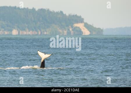 Ein Mitglied der transienten Orca-Schote T36A hebt ihren Schwanz während einer Walbeobachtungsfahrt vor der Küste von Point Roberts, Washington, aus dem Wasser. Stockfoto