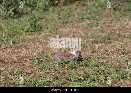 Süße Hasen im Park Stockfoto