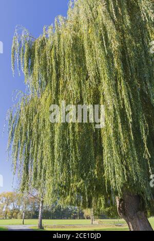 Herbst Trauerweide in der Abendsonne Stockfoto