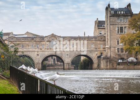 Möwen sind in der Altstadt von Bath mit der Pulteney Bridge im Hintergrund, Großbritannien Stockfoto